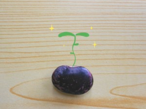 豆を植えたら芽が出るの？