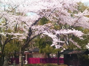 桜