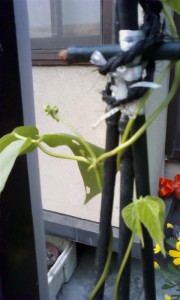 花豆栽培 6月3日