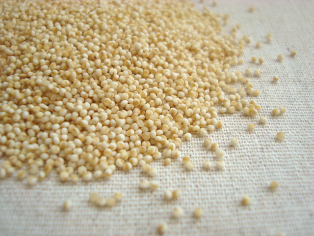 Foxtail millet