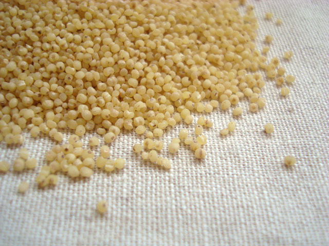 Japanese millet