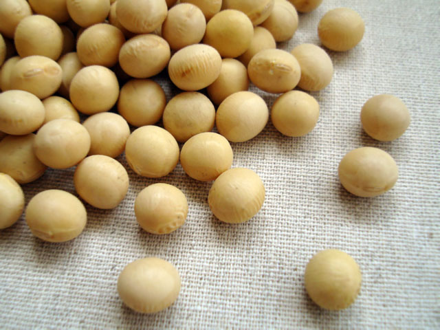 Soybean